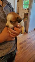 Snickers , a male Jack Russell Terrier and Cavalier King Charles Spaniel for sale in Lyons, NY – 1 of 3