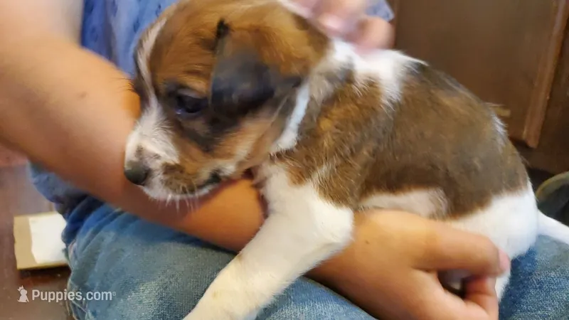 Rose  – Jack Russell Terrier, Cavalier King Charles Spaniel puppy for sale in Lyons, NY