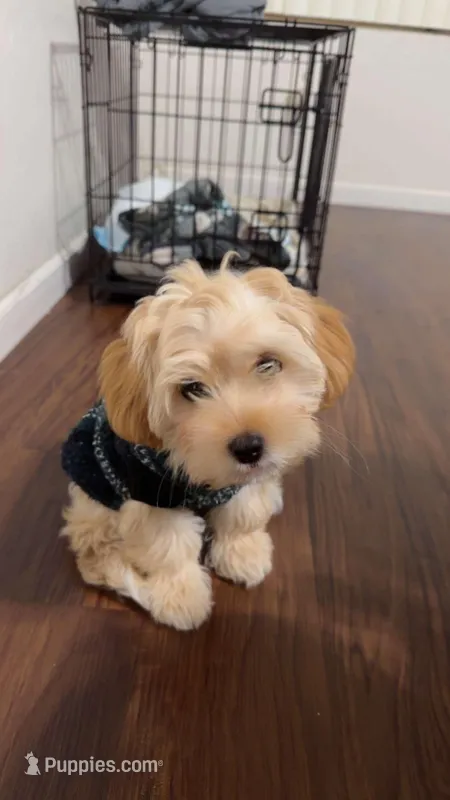 Milo – Shorkie puppy for sale in Fresno, CA