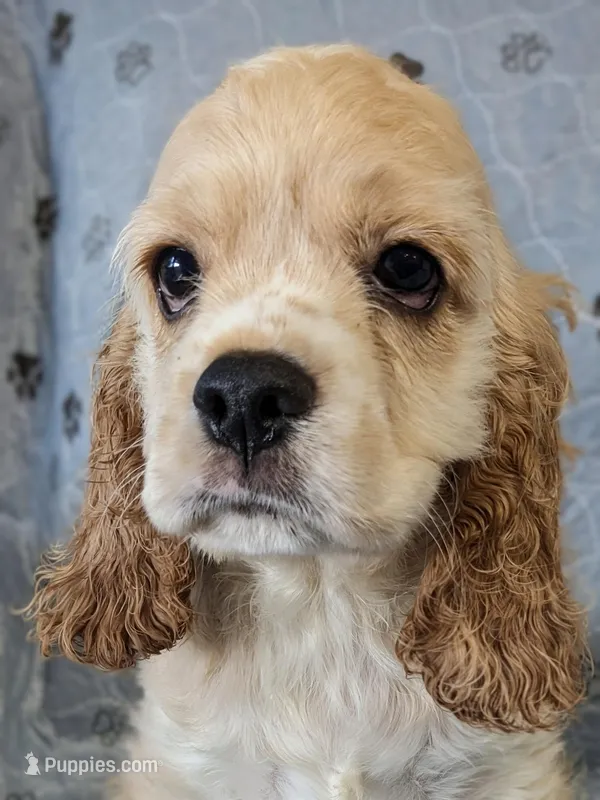 Romor – Cocker Spaniel puppy for sale in Caddo Mills, TX