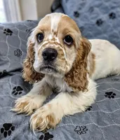 JAZZ, a female Cocker Spaniel for sale in Caddo Mills, TX – 3 of 3