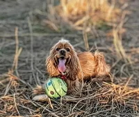 Barker, a male Cocker Spaniel for sale in Caddo Mills, TX – Photo 2 of 3