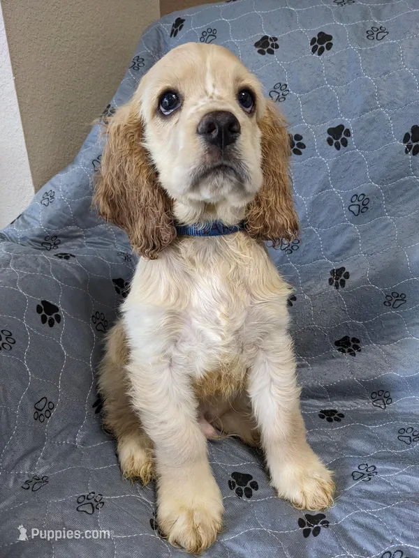 Barker – Cocker Spaniel puppy for sale in Caddo Mills, TX