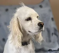 Barker, a male Cocker Spaniel for sale in Caddo Mills, TX – Photo 3 of 3