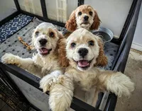 Angel , a female Cocker Spaniel for sale in Caddo Mills, TX – 4 of 4