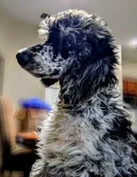Runner, a male Poodle - Standard  for sale in Caddo Mills, TX – 5 of 5