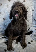 Summer, a female Poodle - Standard  for sale in Caddo Mills, TX – 2 of 2