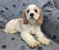 STAR, a female Cocker Spaniel for sale in Caddo Mills, TX – 3 of 5