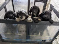 Runner, a male Poodle - Standard  for sale in Caddo Mills, TX – 2 of 5