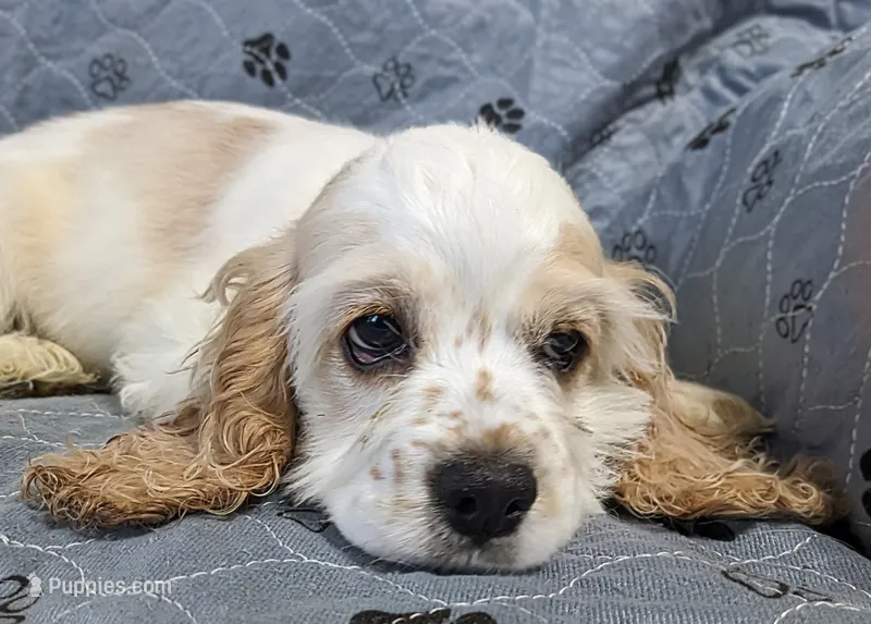 STAR – Cocker Spaniel puppy for sale in Caddo Mills, TX