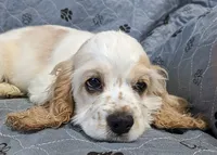 STAR, a female Cocker Spaniel for sale in Caddo Mills, TX – 1 of 5