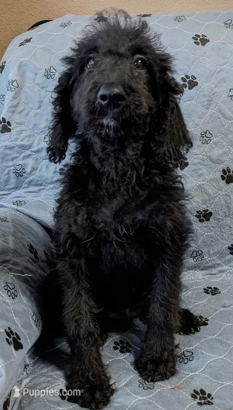 Tipsy  – Poodle - Standard  puppy for sale in Caddo Mills, TX