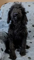 Tipsy , a female Poodle - Standard  for sale in Caddo Mills, TX – 1 of 1