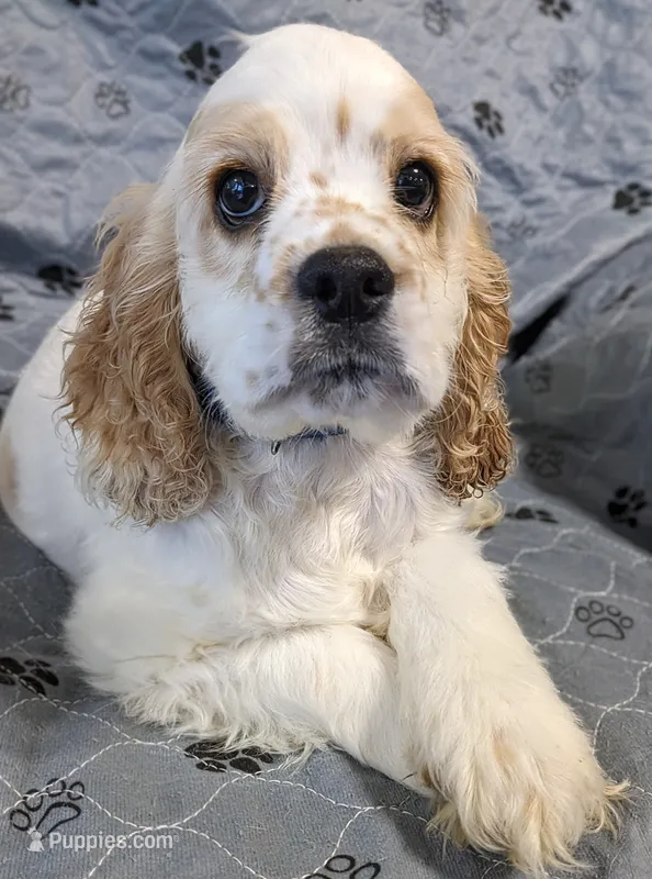 RIVER – Cocker Spaniel puppy for sale in Caddo Mills, TX