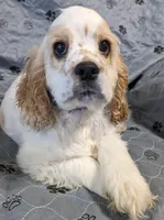 RIVER, a male Cocker Spaniel for sale in Caddo Mills, TX – 1 of 3