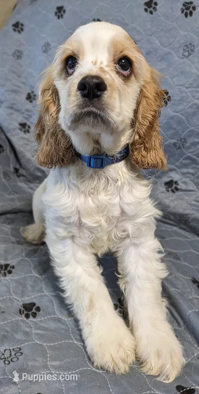 POPCORN  – Cocker Spaniel puppy for sale in Caddo Mills, TX