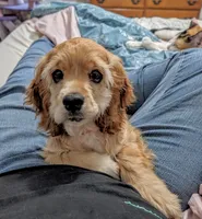 Angel , a female Cocker Spaniel for sale in Caddo Mills, TX – 3 of 4