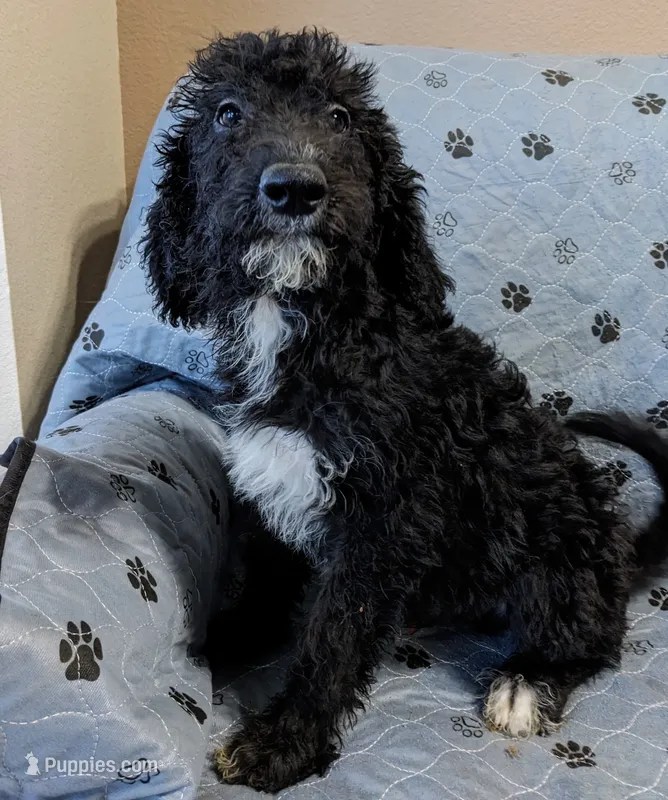 Tux – Poodle - Standard  puppy for sale in Caddo Mills, TX