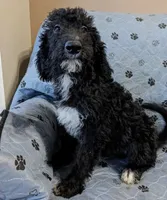 Tux, a male Poodle - Standard  for sale in Caddo Mills, TX – 1 of 1