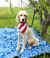 Runner, a male Poodle - Standard  for sale in Caddo Mills, TX – 4 of 5