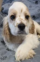 RIVER, a male Cocker Spaniel for sale in Caddo Mills, TX – 3 of 3