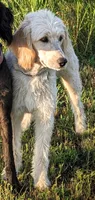 Runner, a male Poodle - Standard  for sale in Caddo Mills, TX – 3 of 5