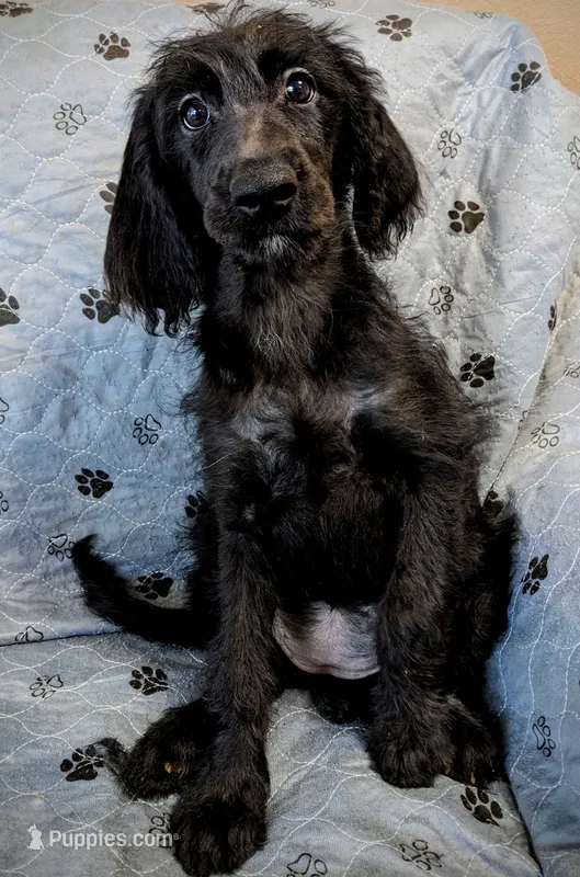 Smarty Pants  – Poodle - Standard  puppy for sale in Caddo Mills, TX