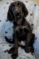 Smarty Pants , a female Poodle - Standard  for sale in Caddo Mills, TX – 1 of 1
