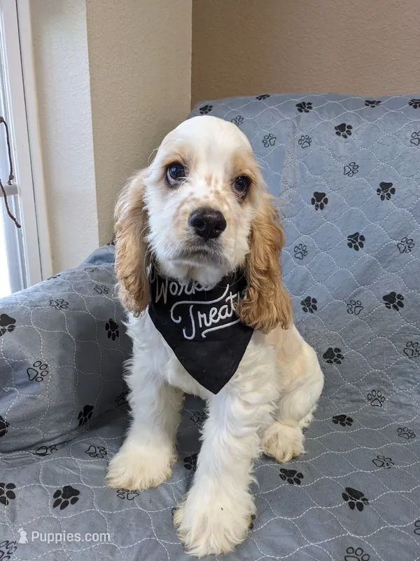 POPCORN  – Cocker Spaniel puppy for sale in Caddo Mills, TX