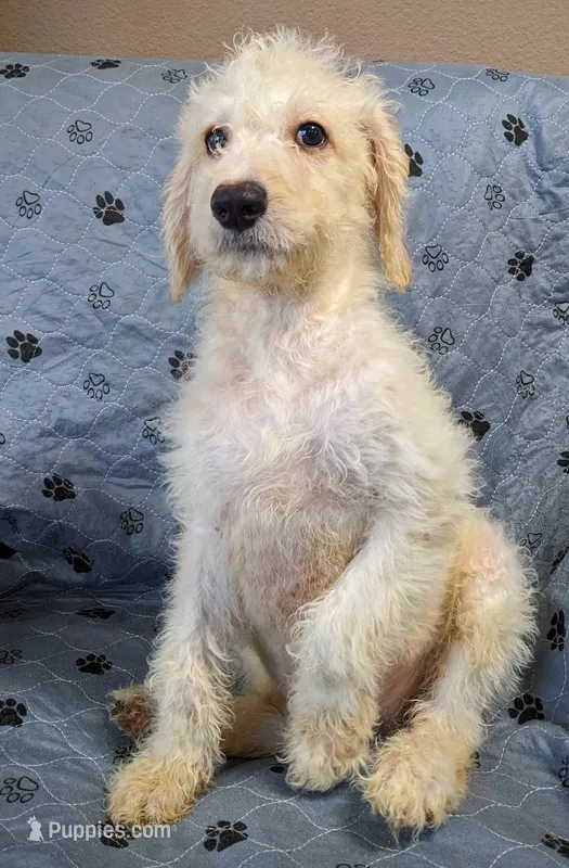 Zipper – Poodle - Standard  puppy for sale in Caddo Mills, TX
