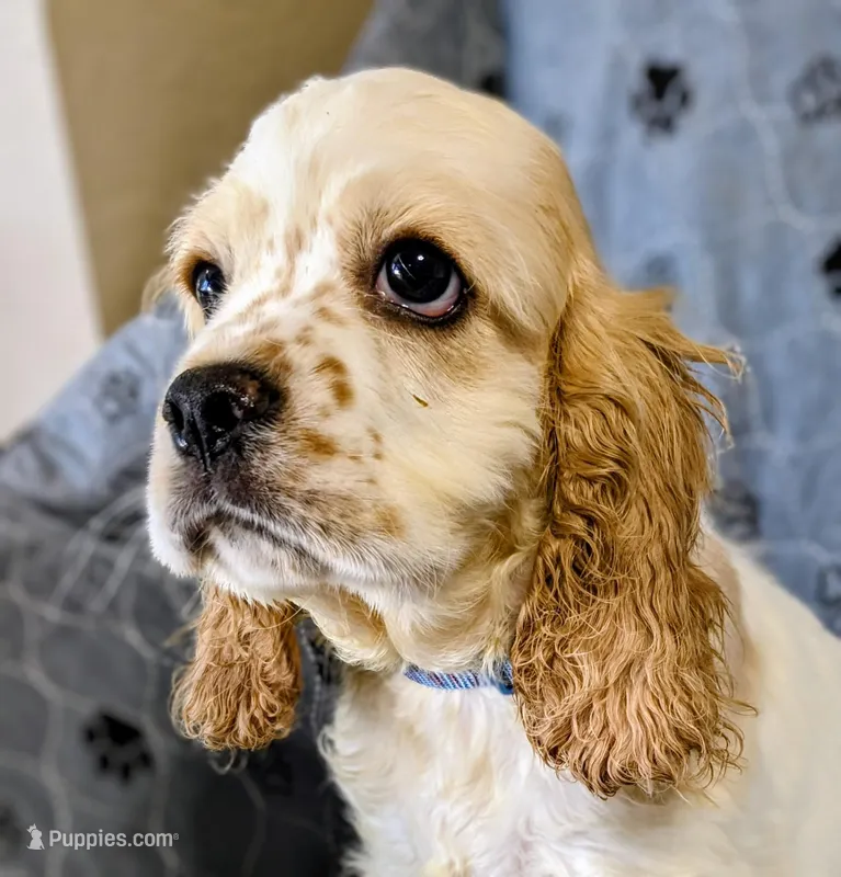 Phoenix  – Cocker Spaniel puppy for sale in Caddo Mills, TX