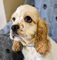 Phoenix , a male Cocker Spaniel for sale in Caddo Mills, TX – Photo 1 of 3