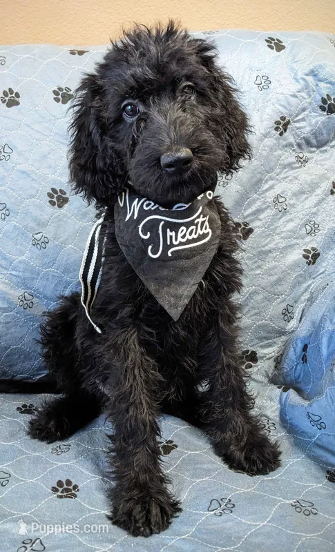 Rockette – Poodle - Standard  puppy for sale in Caddo Mills, TX