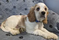 POPCORN , a male Cocker Spaniel for sale in Caddo Mills, TX – 2 of 3