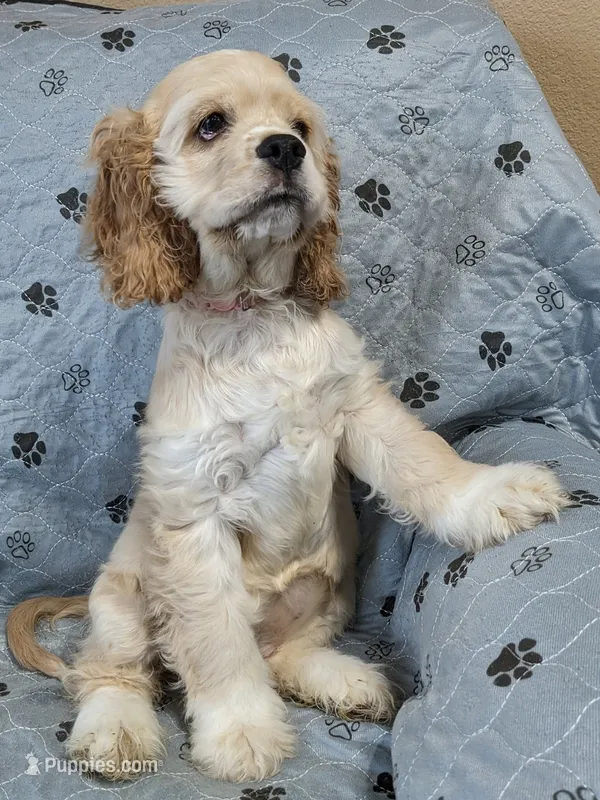 Juliet  – Cocker Spaniel puppy for sale in Caddo Mills, TX