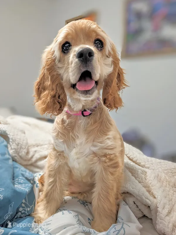 Angel  – Cocker Spaniel puppy for sale in Caddo Mills, TX