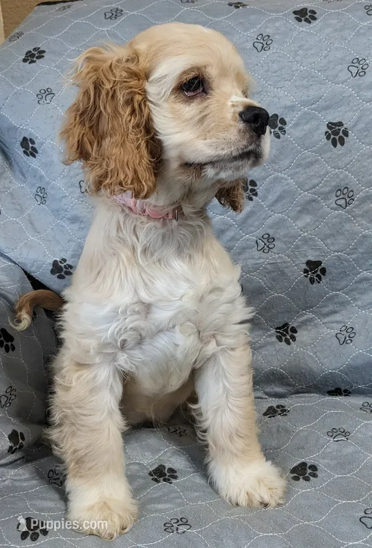 Juliet  – Cocker Spaniel puppy for sale in Caddo Mills, TX