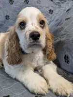 POPCORN , a male Cocker Spaniel for sale in Caddo Mills, TX – 3 of 3