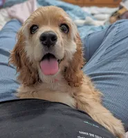 Angel , a female Cocker Spaniel for sale in Caddo Mills, TX – 2 of 4