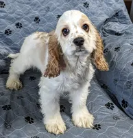 STAR, a female Cocker Spaniel for sale in Caddo Mills, TX – 2 of 5