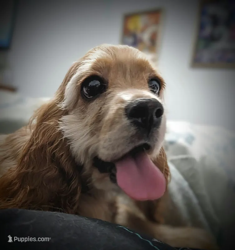 Angel  – Cocker Spaniel puppy for sale in Caddo Mills, TX