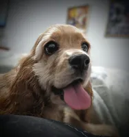 Angel , a female Cocker Spaniel for sale in Caddo Mills, TX – 1 of 4