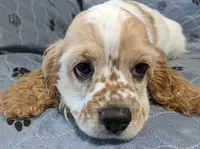 JAZZ, a female Cocker Spaniel for sale in Caddo Mills, TX – 2 of 3