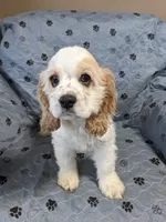 STAR, a female Cocker Spaniel for sale in Caddo Mills, TX – 5 of 5