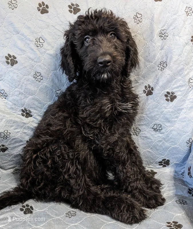 Tattletale – Poodle - Standard  puppy for sale in Caddo Mills, TX
