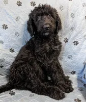 Tattletale, a female Poodle - Standard  for sale in Caddo Mills, TX – 1 of 1