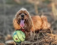 Juliet , a female Cocker Spaniel for sale in Caddo Mills, TX – Photo 2 of 3