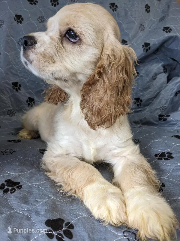 Juliet  – Cocker Spaniel puppy for sale in Caddo Mills, TX