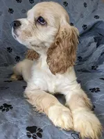 Juliet , a female Cocker Spaniel for sale in Caddo Mills, TX – Photo 1 of 3