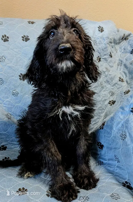 Runner – Poodle - Standard  puppy for sale in Caddo Mills, TX